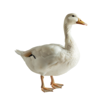 White pekin duck on isolated transparent background png