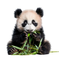 Baby panda eating bamboo on isolated transparent background png