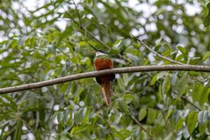 animal cola rufa jacamar pájaro foto