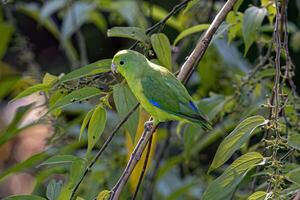 animal masculino cobalto deshuesado loro pájaro foto