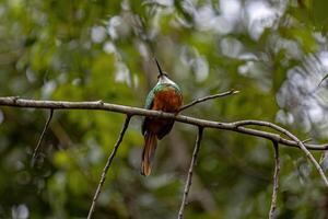 Animal Rufous-tailed Jacamar Bird photo