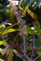 Green Castor Bean Plant photo