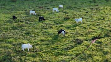 cattle cows grazing in a field in the late afternoon photo