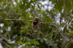 animal cola rufa jacamar pájaro foto