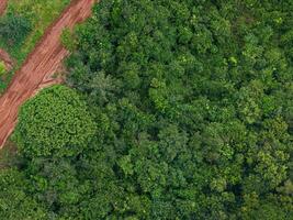 top view of forest and dirt road photo