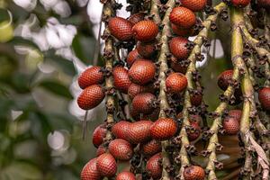 fruits of the buriti palm tree photo