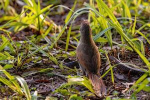 Greater Thornbird Animal photo