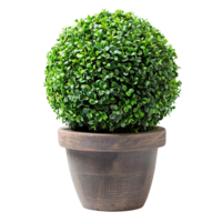 Sphere topiary in pot on isolated transparent background png