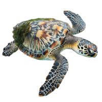 Sea turtle swimming on isolated transparent background png