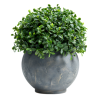 Sphere topiary in pot on isolated transparent background png