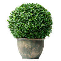 Sphere topiary in pot on isolated transparent background png