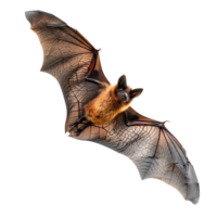 Bat flying on isolated transparent background png