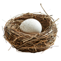 Bird nest with an egg on isolated transparent background png