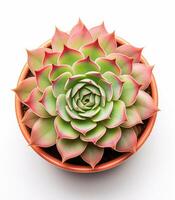 Juicy Echeveria Agawood pot plant isolated on white background, in ceramic pot. photo