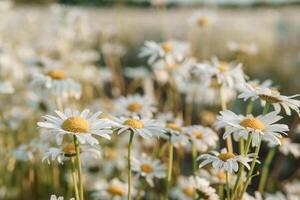 Chamomile flowers in close-up. A large field of flowering daisies. The concept of agriculture and the cultivation of useful medicinal herbs. photo