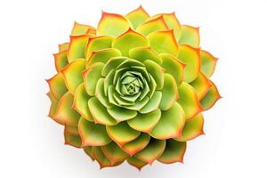 Succulent Echeveria agavoides pot plant isolated on white background. photo