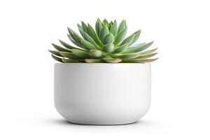 Succulent in Pot isolated on white background, Echeveria close-up. photo