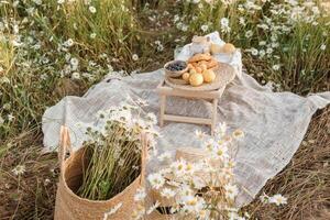 Picnic in the chamomile field. A large field of flowering daisies. The concept of outdoor recreation. photo