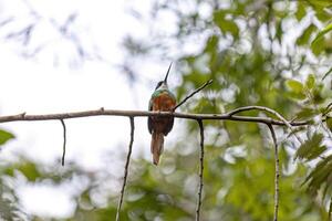 Animal Rufous-tailed Jacamar Bird photo