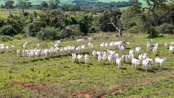 campo pasto zona con blanco vacas pasto foto