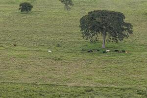 grassy field pasture area for livestock farming photo