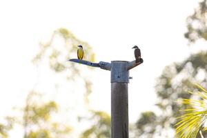 animal pájaro genial kiskadee foto