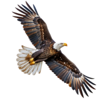 Bald eagle flying on isolated transparent background png