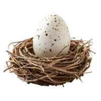 Bird nest with an egg on isolated transparent background png