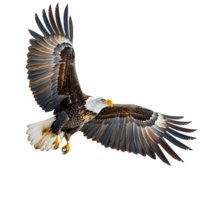 Bald eagle flying on isolated transparent background png