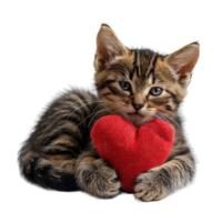 Cute sad kitten with a heart pillow on isolated transparent background png