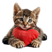 Cute sad kitten with a heart pillow on isolated transparent background png