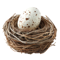 Bird nest with an egg on isolated transparent background png