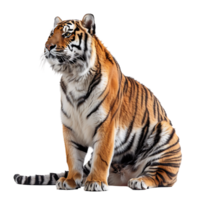 Tiger sitting on isolated transparent background png