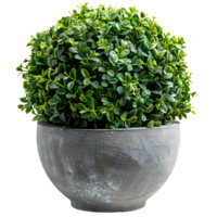 Sphere topiary in pot on isolated transparent background png