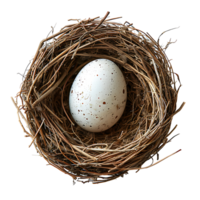 pájaro nido con un huevo en aislado transparente antecedentes png