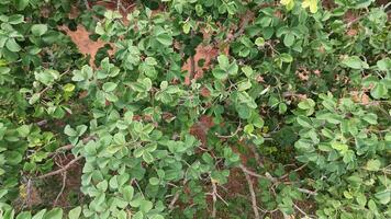 Pekea Nut Tree Leaves photo