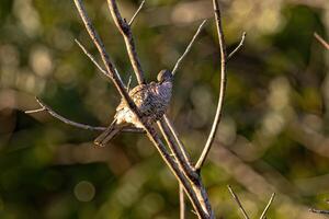 Scaled Dove Bird photo