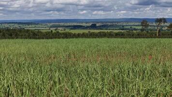 field sugar cane cultivation photo