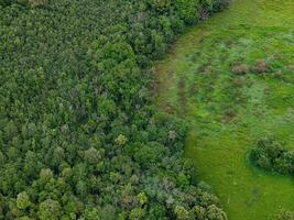 stream riparian forest photo