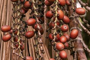 fruits of the buriti palm tree photo