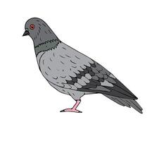 Hand drawn pigeon vector
