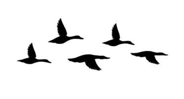 black flock of flying duck silhouette vector