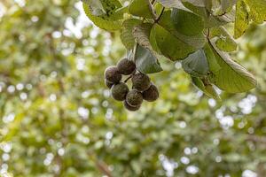 pekea nuez árbol Fruta foto