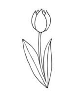 mano dibujado garabatear tulipán flor vector