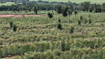 cultivation of eucalyptus trees photo