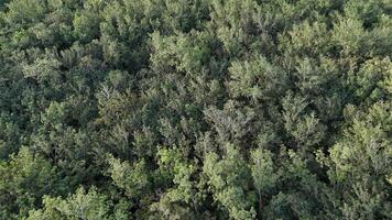 rubber tree forest for latex extraction photo