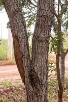 Pekea Nut Tree Trunk photo