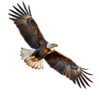 Bald eagle flying on isolated transparent background png