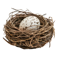 uccello nido con un uovo su isolato trasparente sfondo png