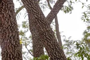 textured trunk of angiosperm tree photo